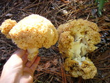 Sparassis crispa image