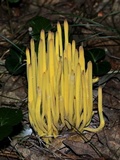 Clavulinopsis fusiformis image