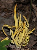 Clavulinopsis fusiformis image