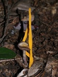 Clavulinopsis fusiformis image