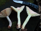 Lactarius chrysorrheus image