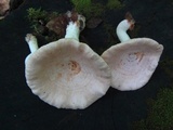 Lactarius chrysorrheus image
