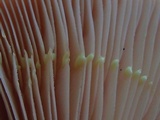 Lactarius chrysorrheus image