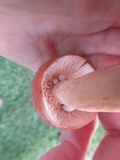 Lactarius volemus image