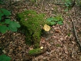 Boletus luridus image