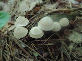 Entoloma conicum image