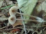 Entoloma conicum image