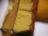 Boletus luridus image