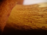 Boletus luridus image