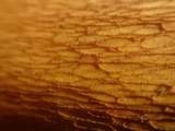Boletus luridus image