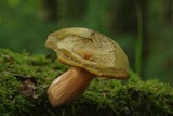 Boletus luridus image