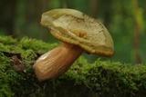 Boletus luridus image