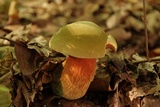 Boletus luridus image