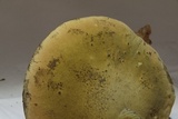 Boletus luridus image