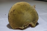 Boletus luridus image