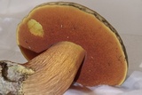 Boletus luridus image