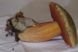 Boletus luridus image