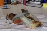 Boletus luridus image
