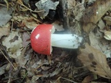 Russula rubescens image