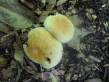 Stropharia hardii image