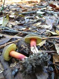 Boletus truncatus image