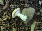 Stropharia hardii image