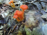 Hygrocybe miniata image