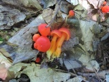 Hygrocybe miniata image
