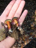 Boletus truncatus image