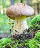 Boletus huronensis image