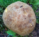Boletus huronensis image