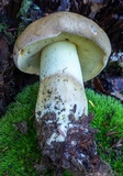 Boletus huronensis image