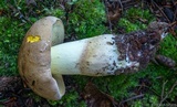 Boletus huronensis image