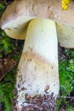 Boletus huronensis image