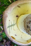 Boletus huronensis image