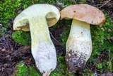 Boletus huronensis image