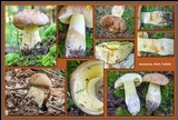 Boletus huronensis image