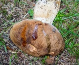 Boletus huronensis image