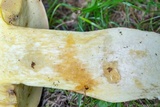 Boletus huronensis image