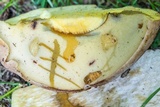 Boletus huronensis image