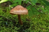 Gymnopilus braendlei image