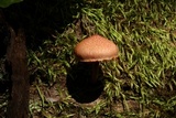 Gymnopilus braendlei image