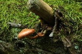 Gymnopilus braendlei image