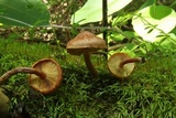 Gymnopilus braendlei image