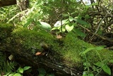 Gymnopilus braendlei image
