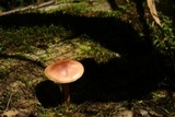 Gymnopilus braendlei image
