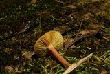 Gymnopilus braendlei image