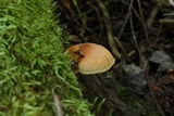 Gymnopilus braendlei image