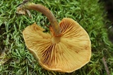 Gymnopilus braendlei image