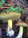 Suillus fuscotomentosus image